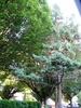 Front yard trees.jpg at 357 East 32nd Avenue, Main, Vancouver East